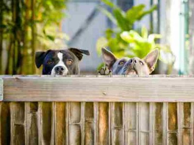 wood fence installation in Chicago